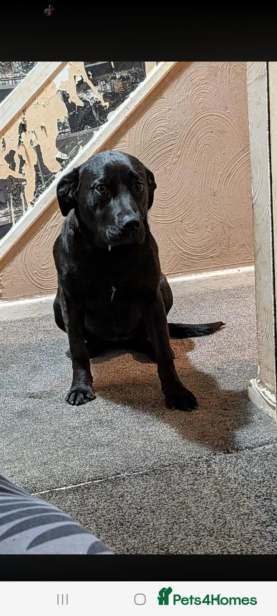 Mixed Breed dogs for sale: Bella age 1 and half  in Dudley - Advert 2