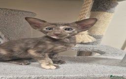 Oriental cats for sale: Oriental and Siamese Gccf registered kittens. - Image 4