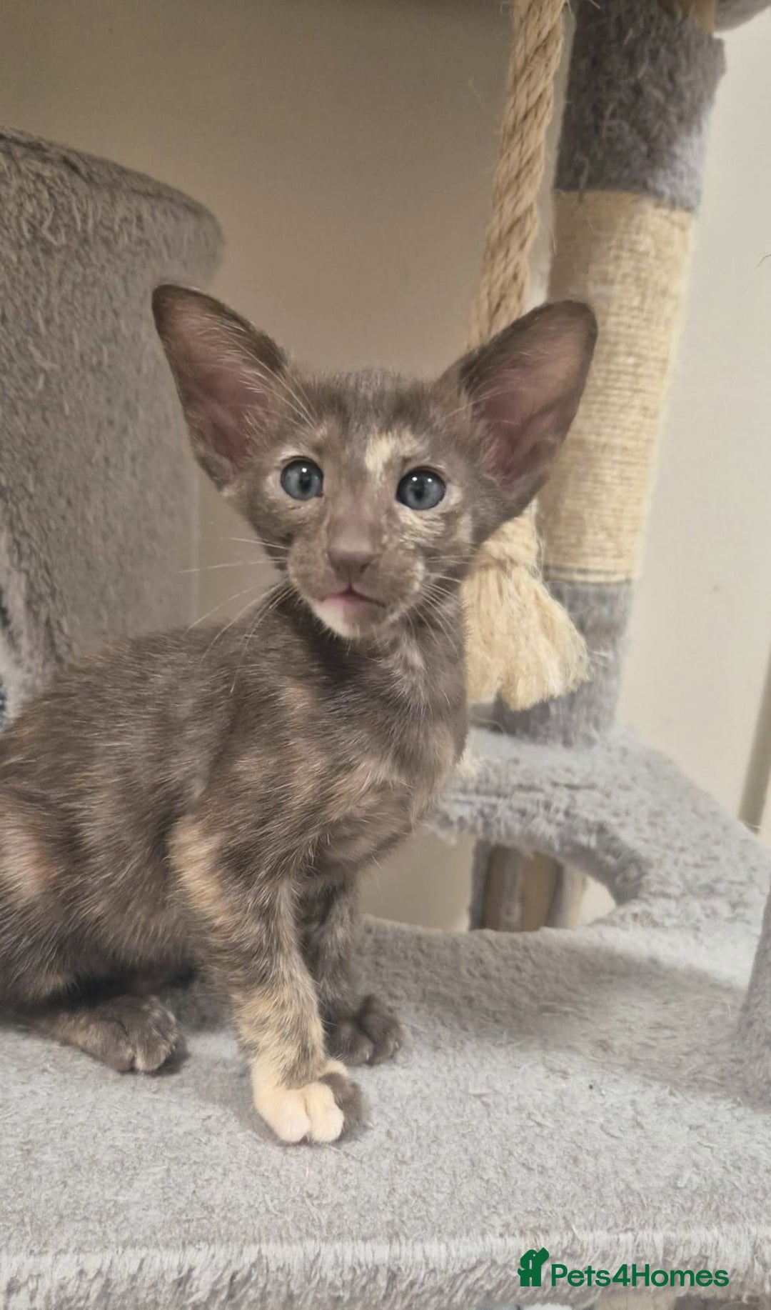 Oriental cats for sale: Oriental and Siamese Gccf registered kittens. - Image 4
