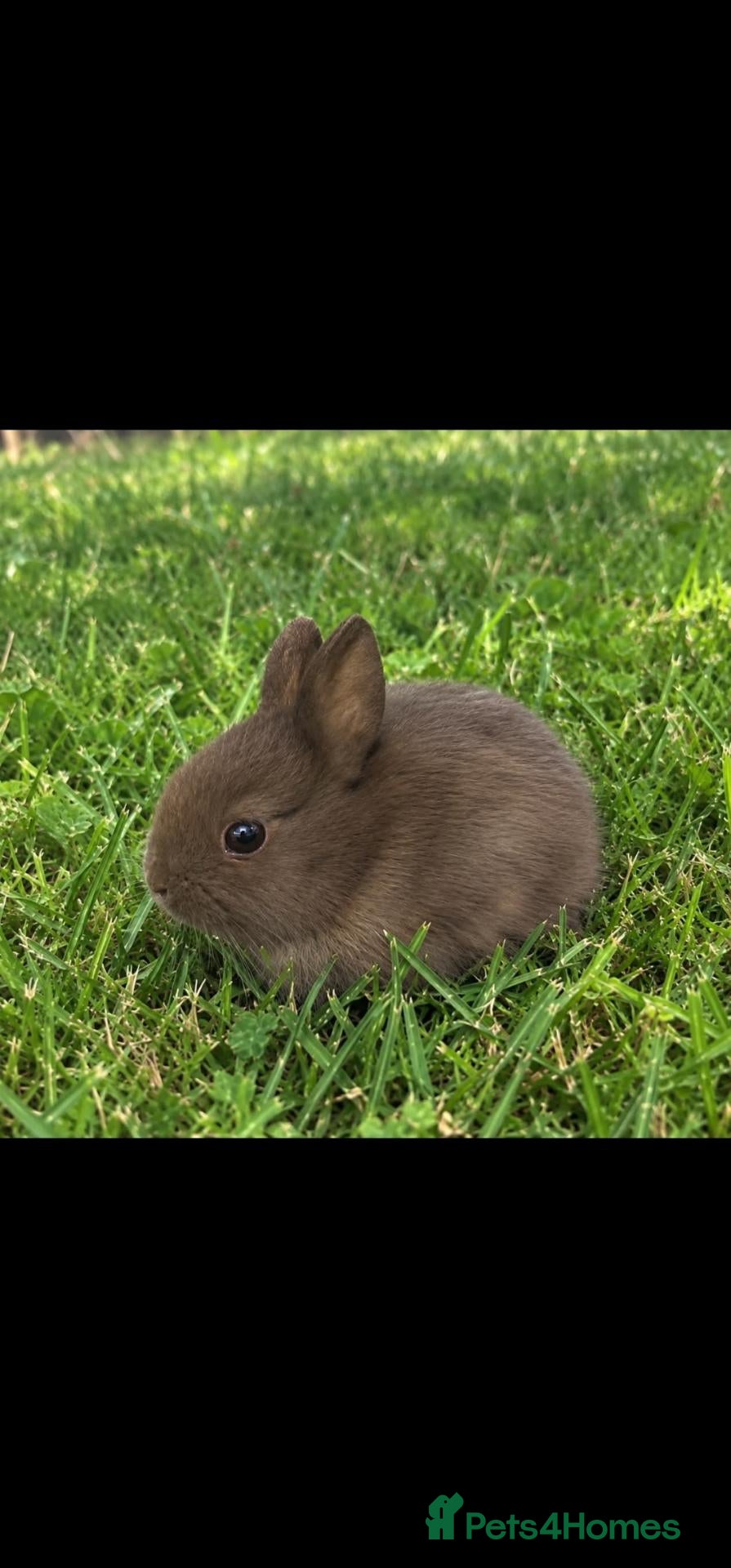 Netherland Dwarf rabbits Chocolate Netherland Dwarf Doe - Advert 3