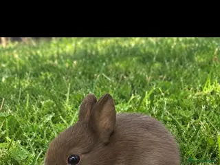 Netherland Dwarf rabbits Chocolate Netherland Dwarf Doe - Advert 3