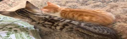 Mixed Breed cats for sale: Kittens ready to be rehomed  - Advert 4