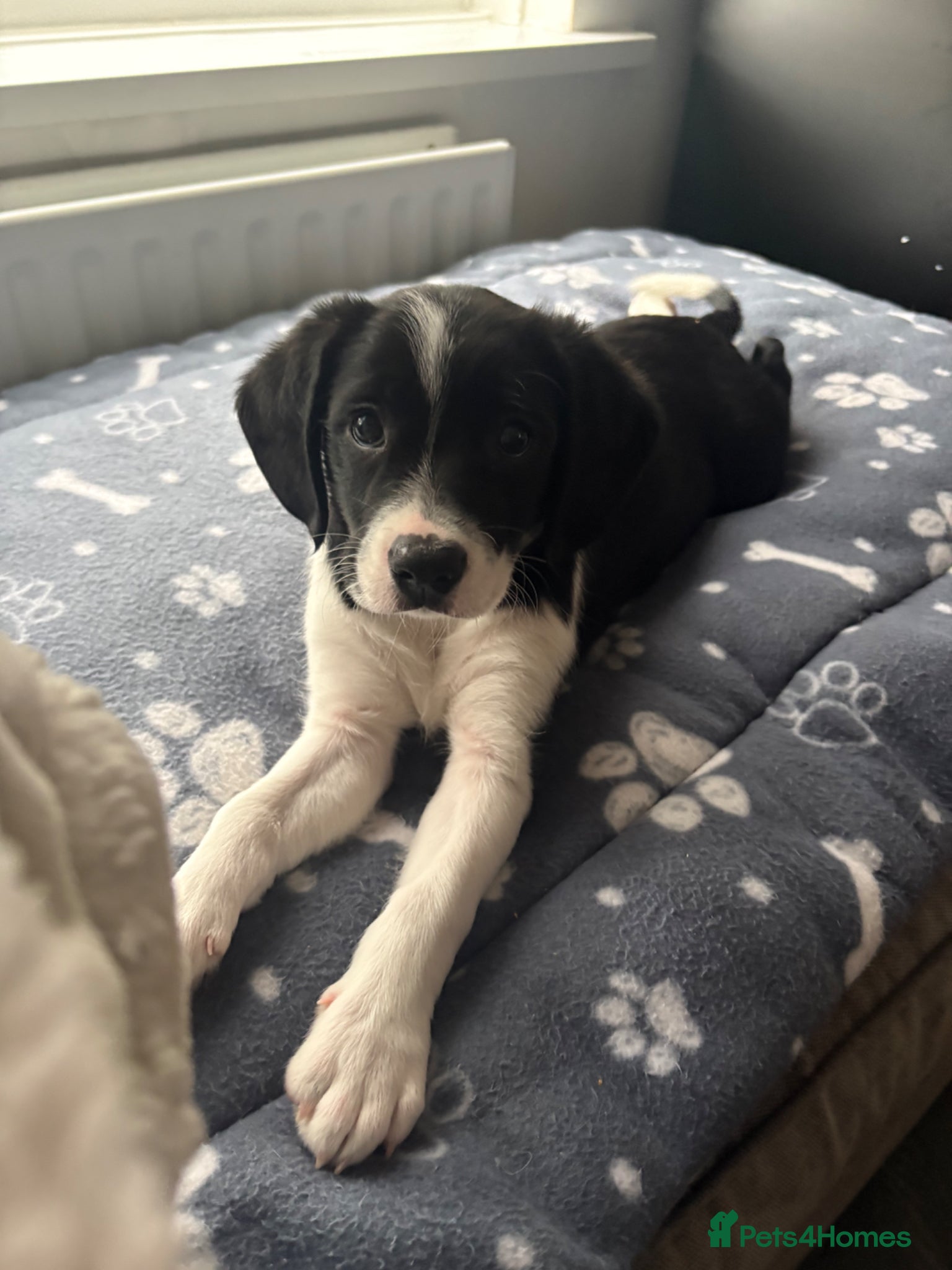 Mixed Breed dogs King Charles Cross Border Collie  - Advert 12