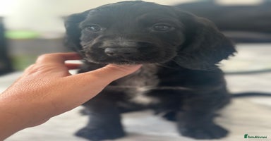 Cocker Spaniel dogs - Advert 7