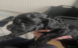 Cockapoo dogs for sale: Cockapoo Hypoallergenic F2B Pups - Full jabs - Image 5