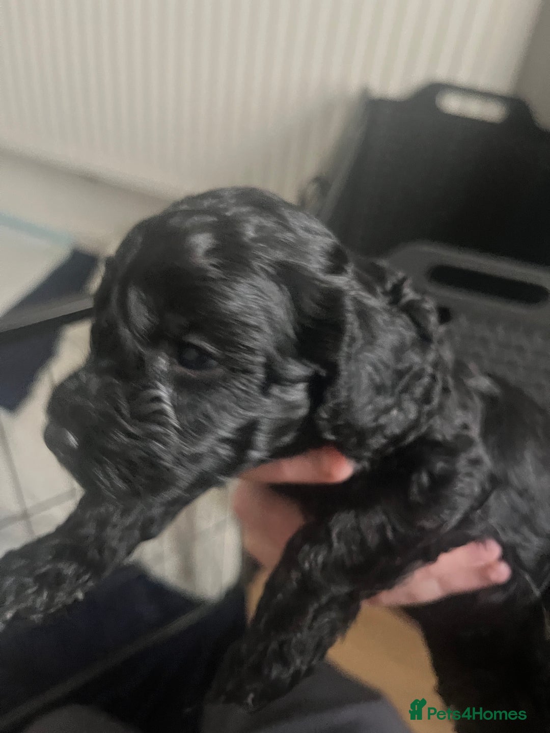 Cockapoo dogs for sale: Cockapoo Hypoallergenic F2B Pups - Full jabs - Image 5