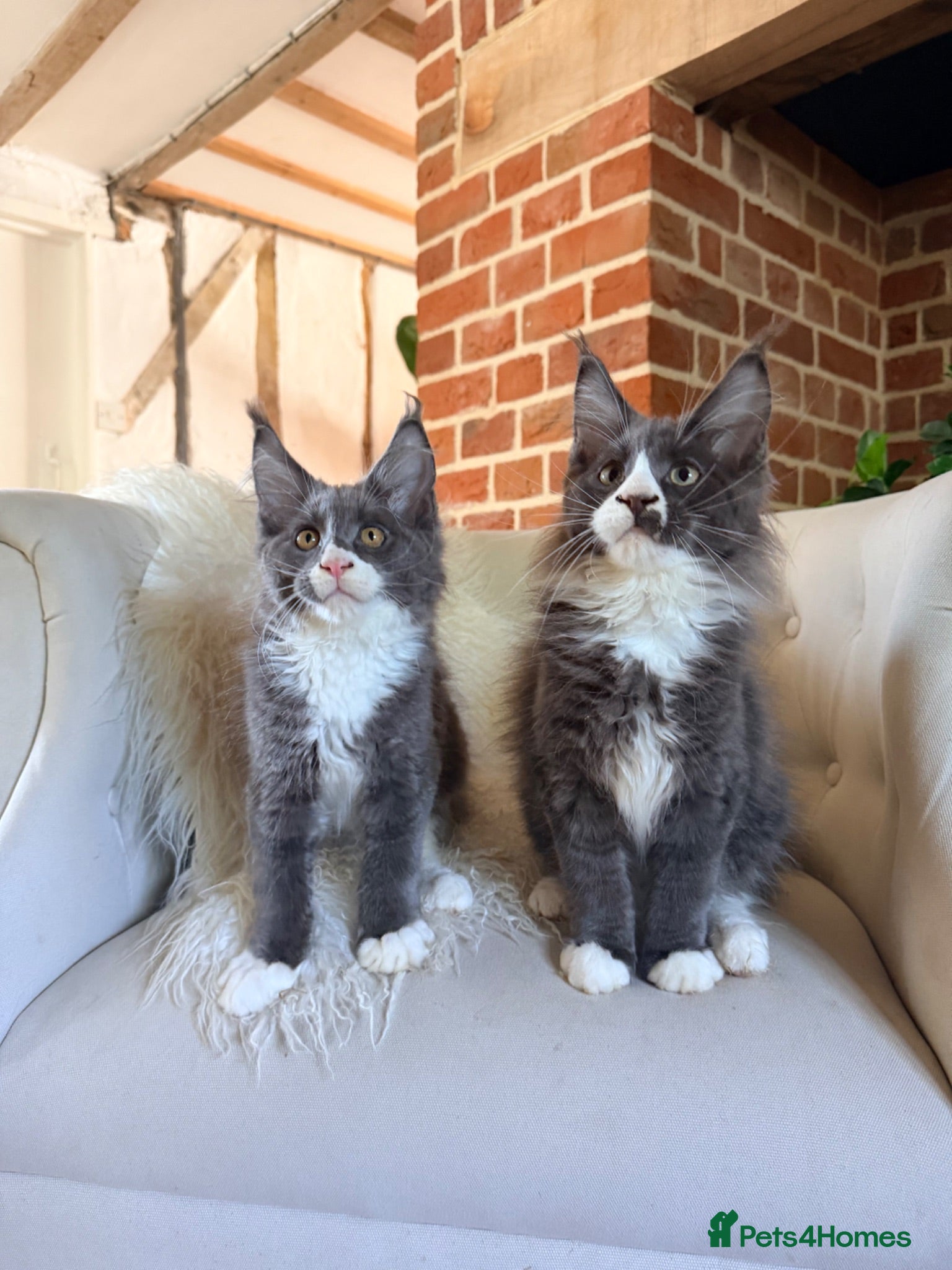 Maine Coon cats 🐾 READY NOW • FULLY REGISTERED MAINE COONS 🐾 - Advert 1