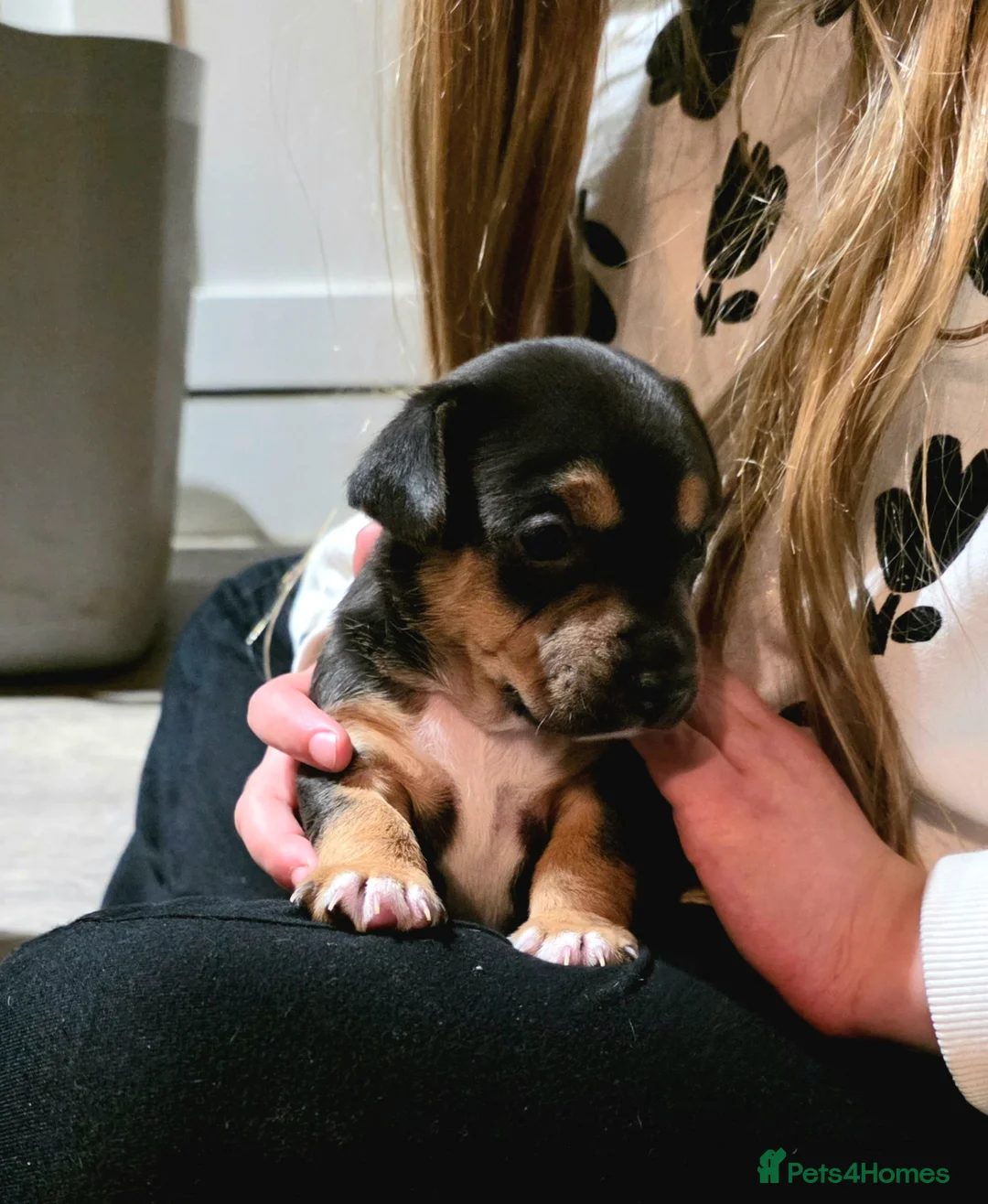 Jack Russell dogs for sale: Super Black and Tan Jack Russell Puppies - Advert 1