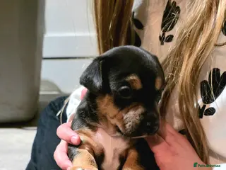 Jack Russell dogs Super Black and Tan Jack Russell Puppies - Advert 8