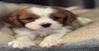 Cavalier King Charles Spaniel dogs - Advert 6