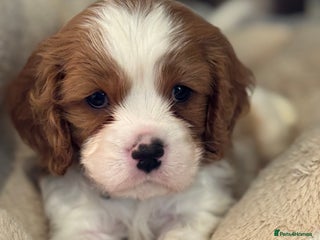 Cavalier King Charles Spaniel dogs - Advert 15