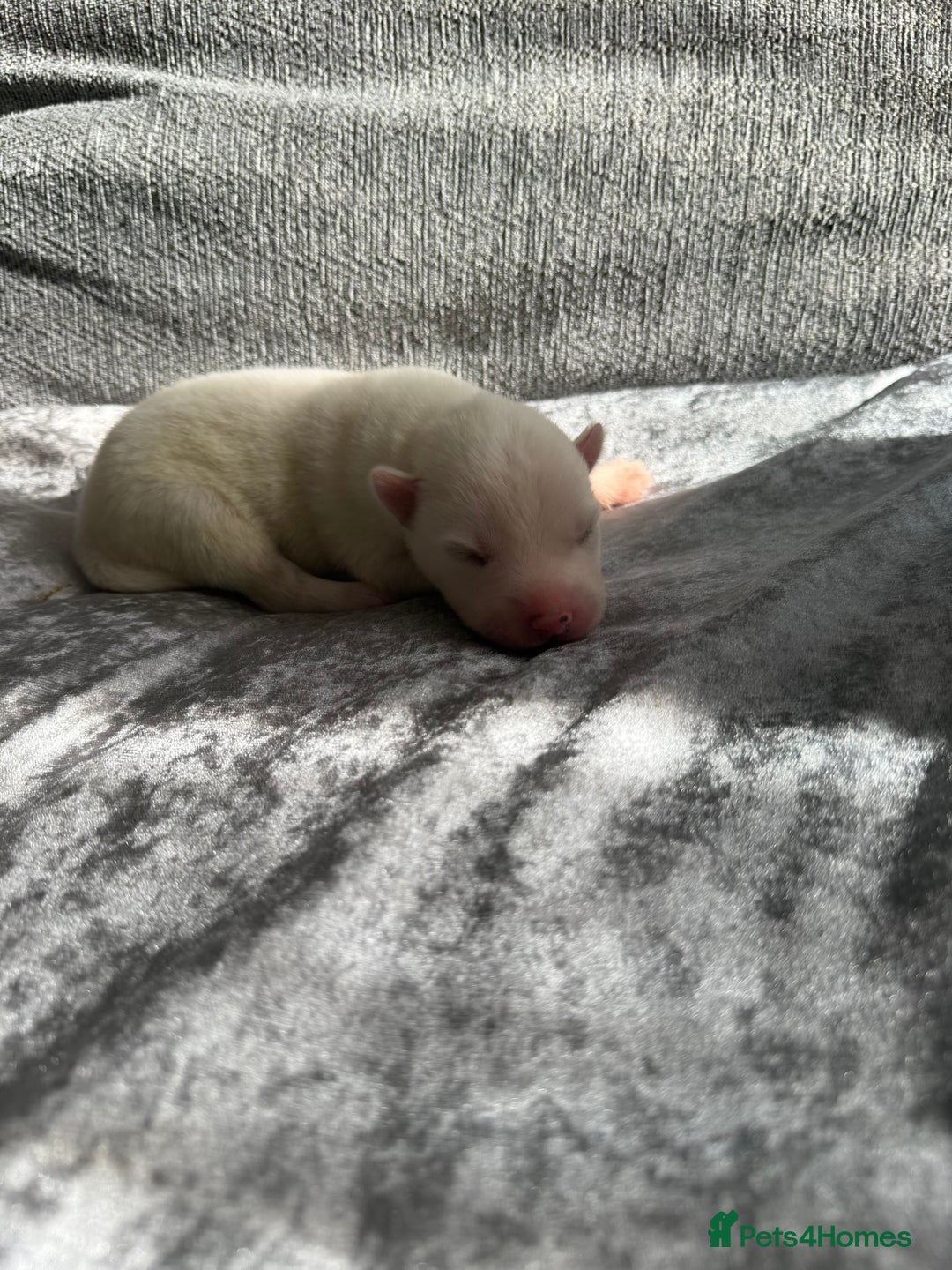 Siberian Husky dogs for sale: 2 stunning Siberian husky puppies for sale - Image 8