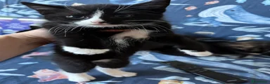 Domestic Shorthair 1