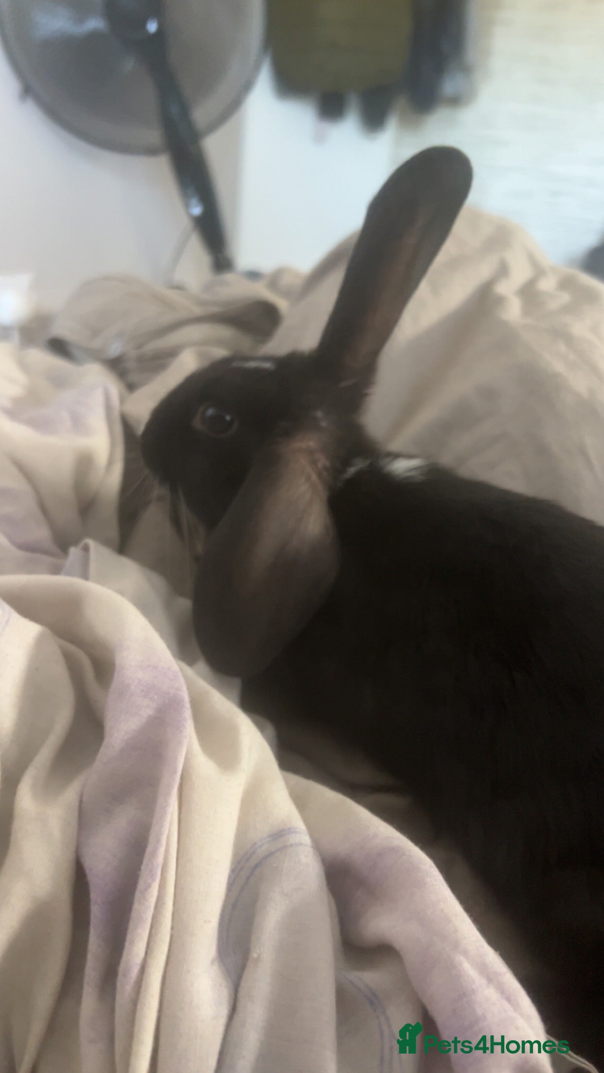 English rabbits Male rabbit needing a home - Advert 3