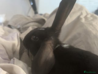 English rabbits Male rabbit needing a home - Advert 1