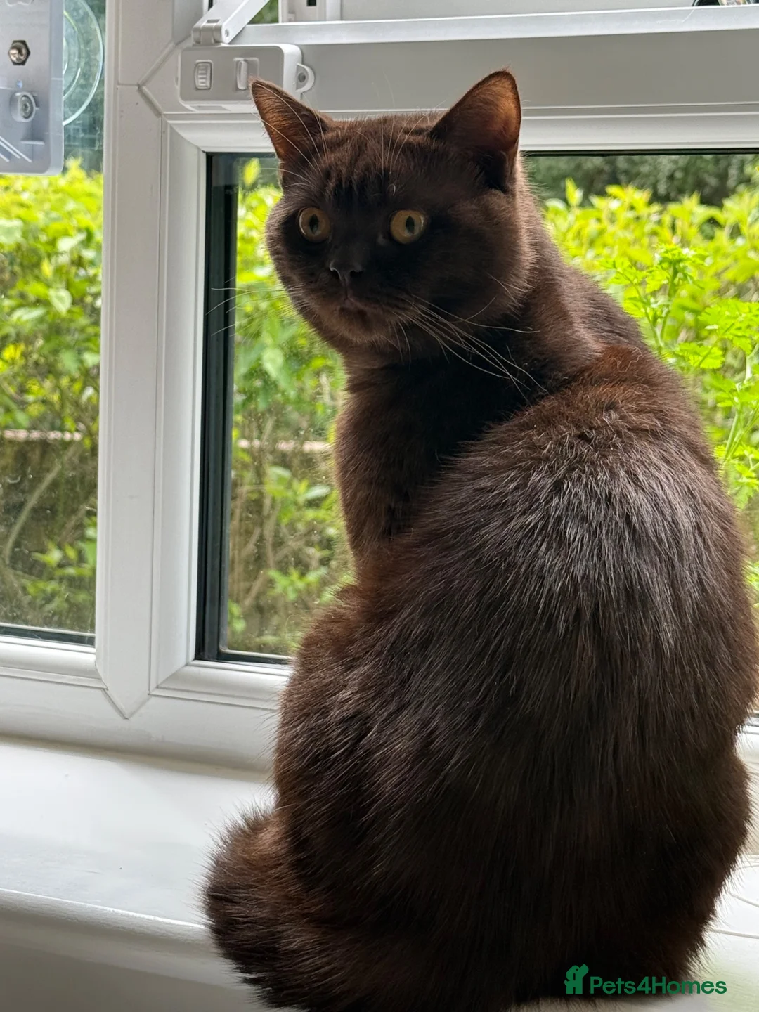 British Shorthair cats for sale: Chocolate Male BSH Neutered - Advert 2