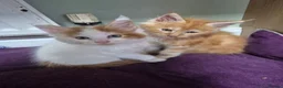Maine Coon cats for sale: Maine coon kittens  - Advert 6