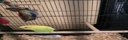 Budgerigars birds for sale: Pair of beautiful baby budgies + cage - Advert 3