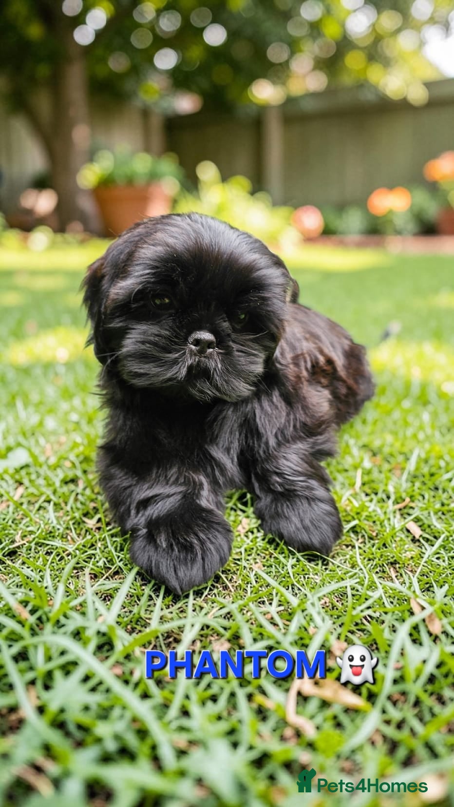 Shih Tzu dogs STUNNING PURE STANDARD SHIH TZU  - Advert 9