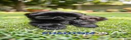 Shih Tzu dogs for sale: RARE BLACK STANDARD SHIH TZU WITH BLUE  SKIN - Advert 7