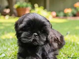 Shih Tzu dogs STUNNING PURE STANDARD SHIH TZU - Advert 9