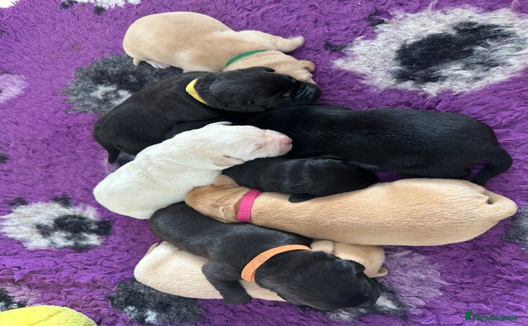 Labrador Retriever dogs - Advert 2
