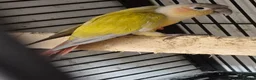 Parakeets birds for sale: FINCHES to parrots - Advert 4