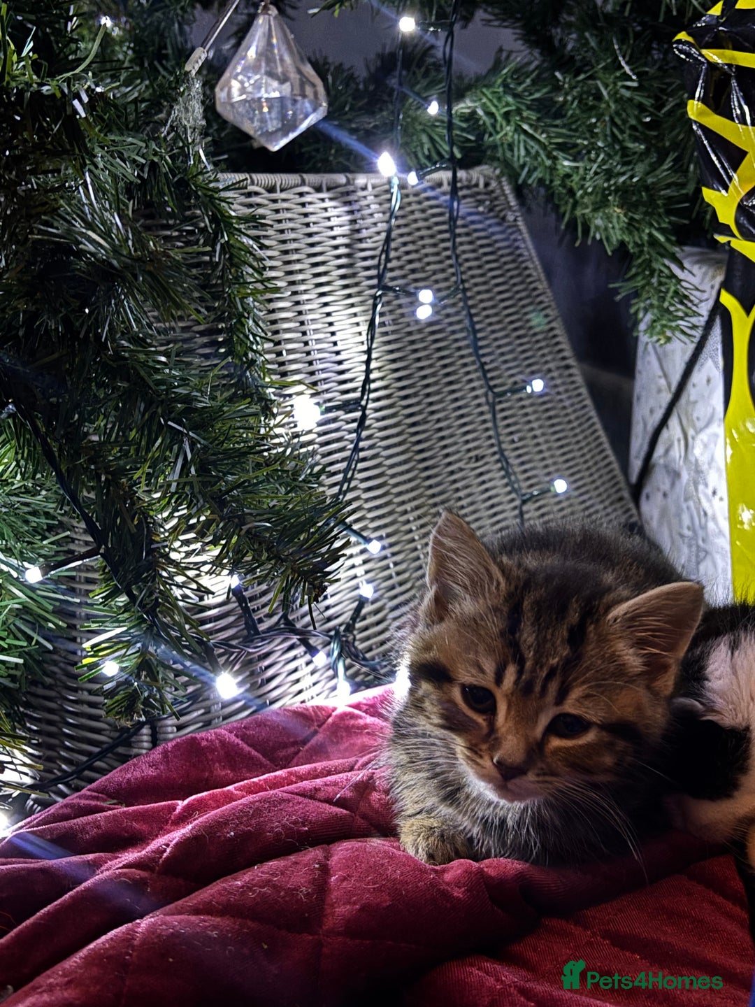 Mixed Breed cats for sale: paige - Advert 2