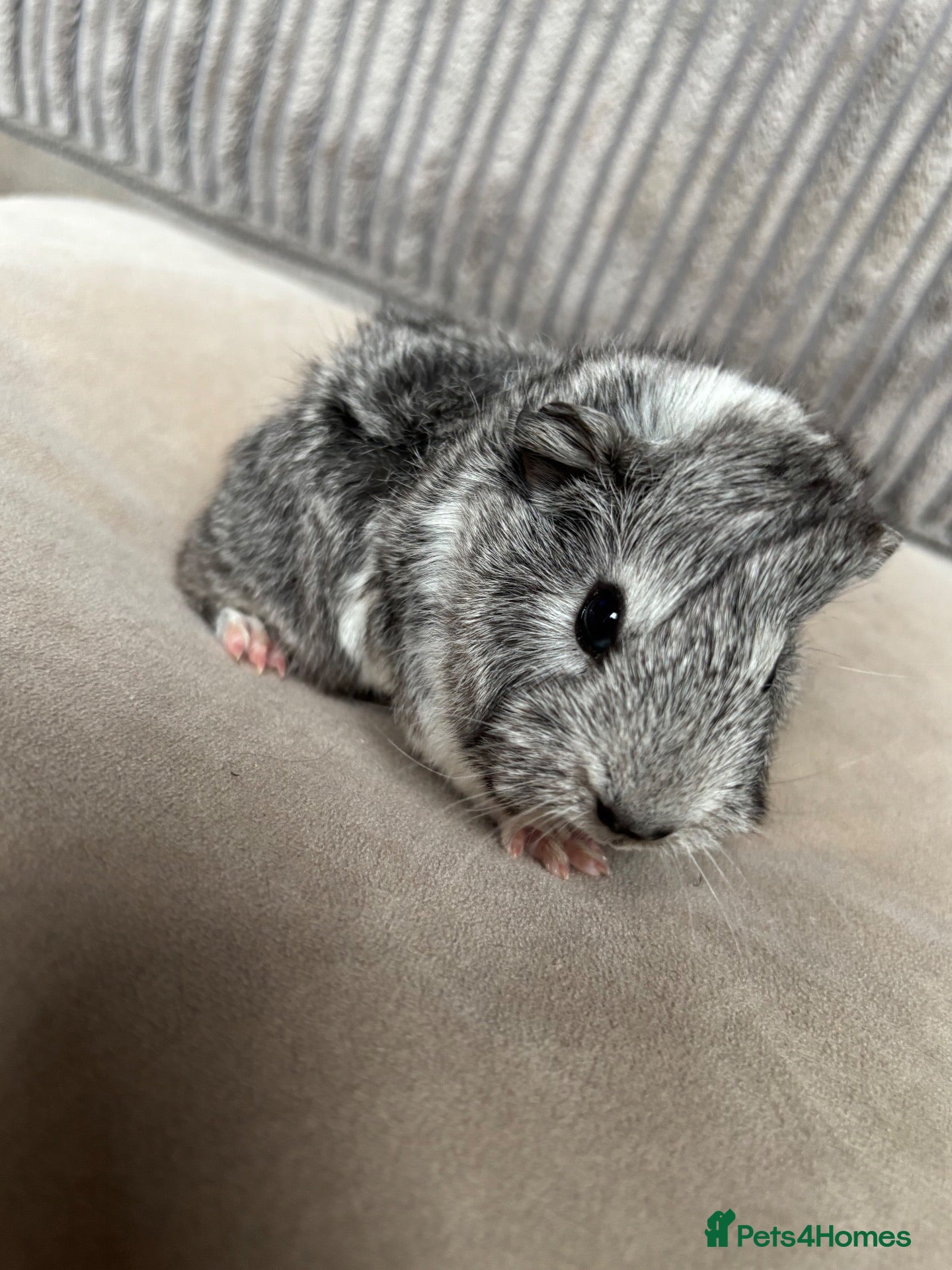 Guinea Pig rodents for sale: Baby boars available - Advert 8