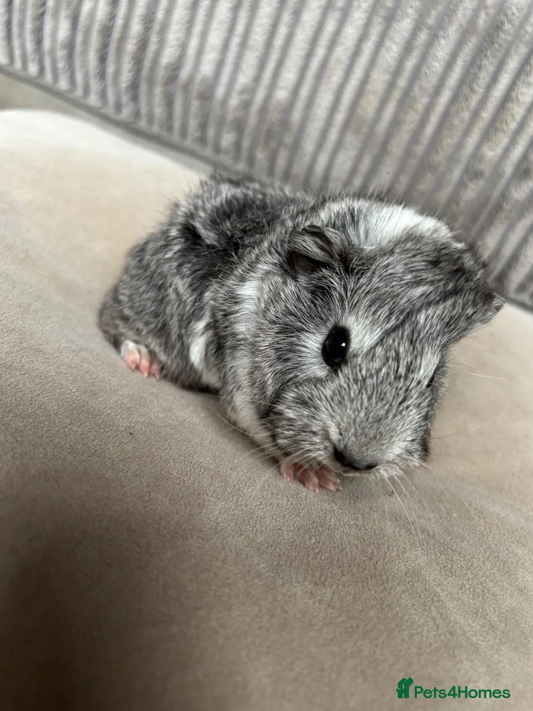 Guinea Pig rodents for sale: Baby boars available - Advert 1