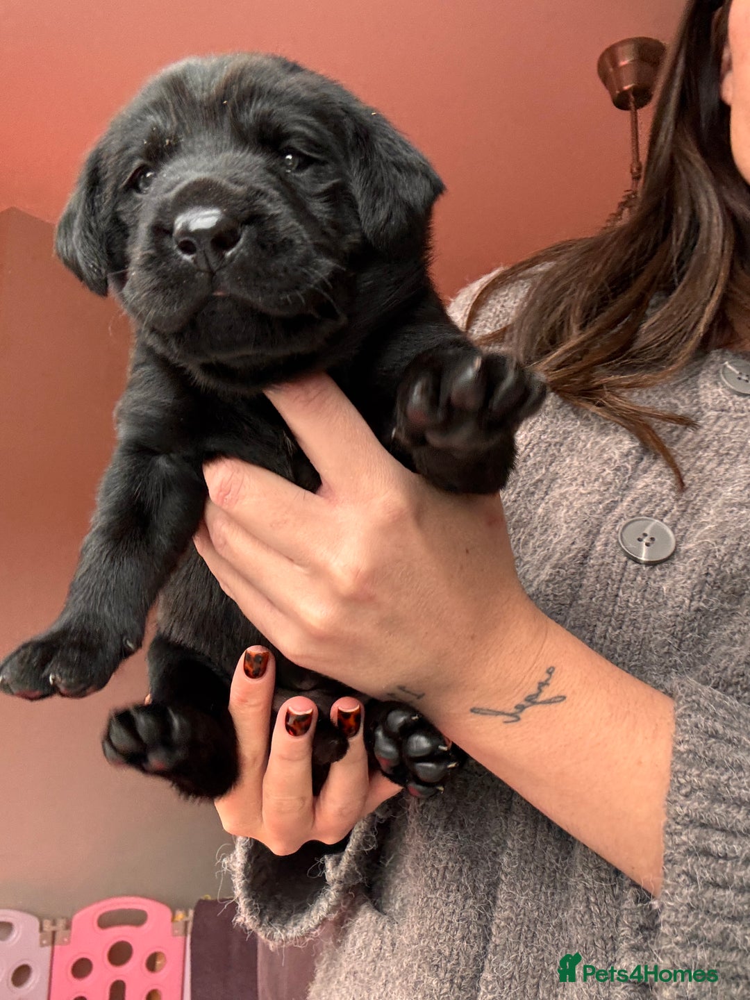 Labrador Retriever dogs for sale: Beautiful KC Labs / DRAKESHEAD - 1 BOY LEFT! - Advert 29