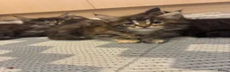 Maine Coon cats for sale: Maine coon baby’s  - Advert 9