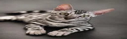 Bengal cats for sale: Hi❤️bengal silver❤️ in Northampton - Advert 4
