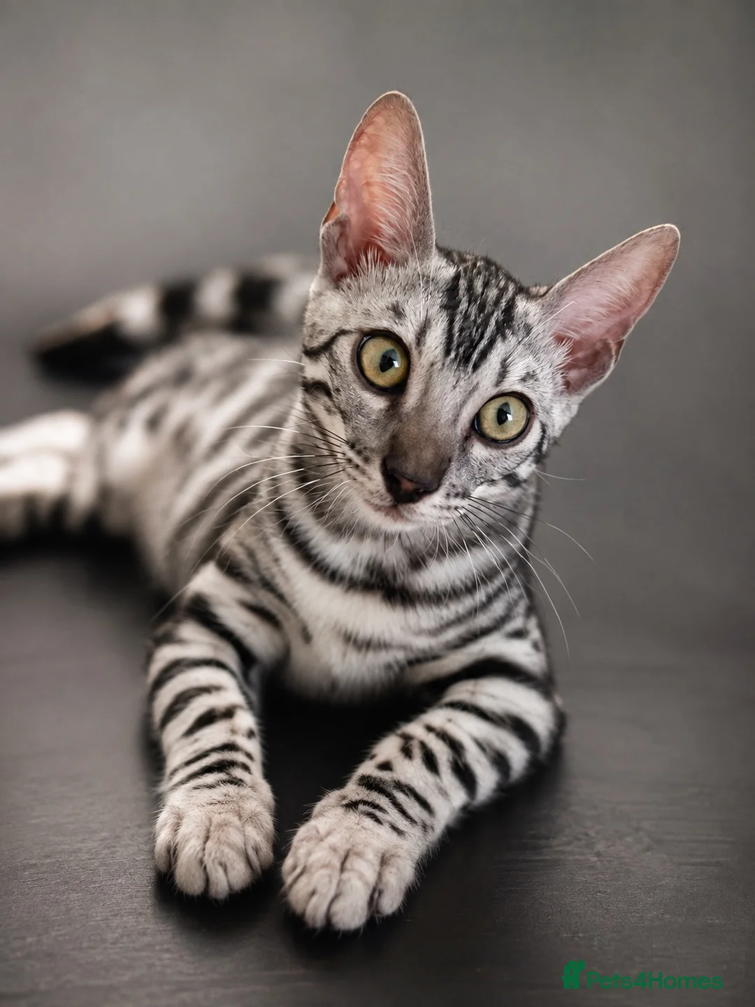 Bengal cats for sale: Hi❤️bengal silver❤️ in Northampton - Advert 4