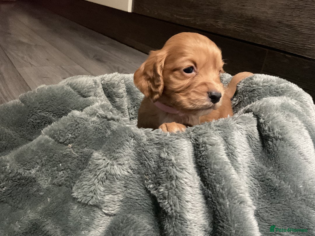 Cocker Spaniel dogs for sale: Kc cocker spaniel puppies - Advert 8