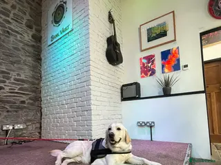 Labrador Retriever dogs Labrador Retriever for Stud in Rugby - Advert 3