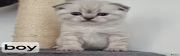Scottish Fold cats for sale: Scottish Straight and Scottish Fold  - Advert 11