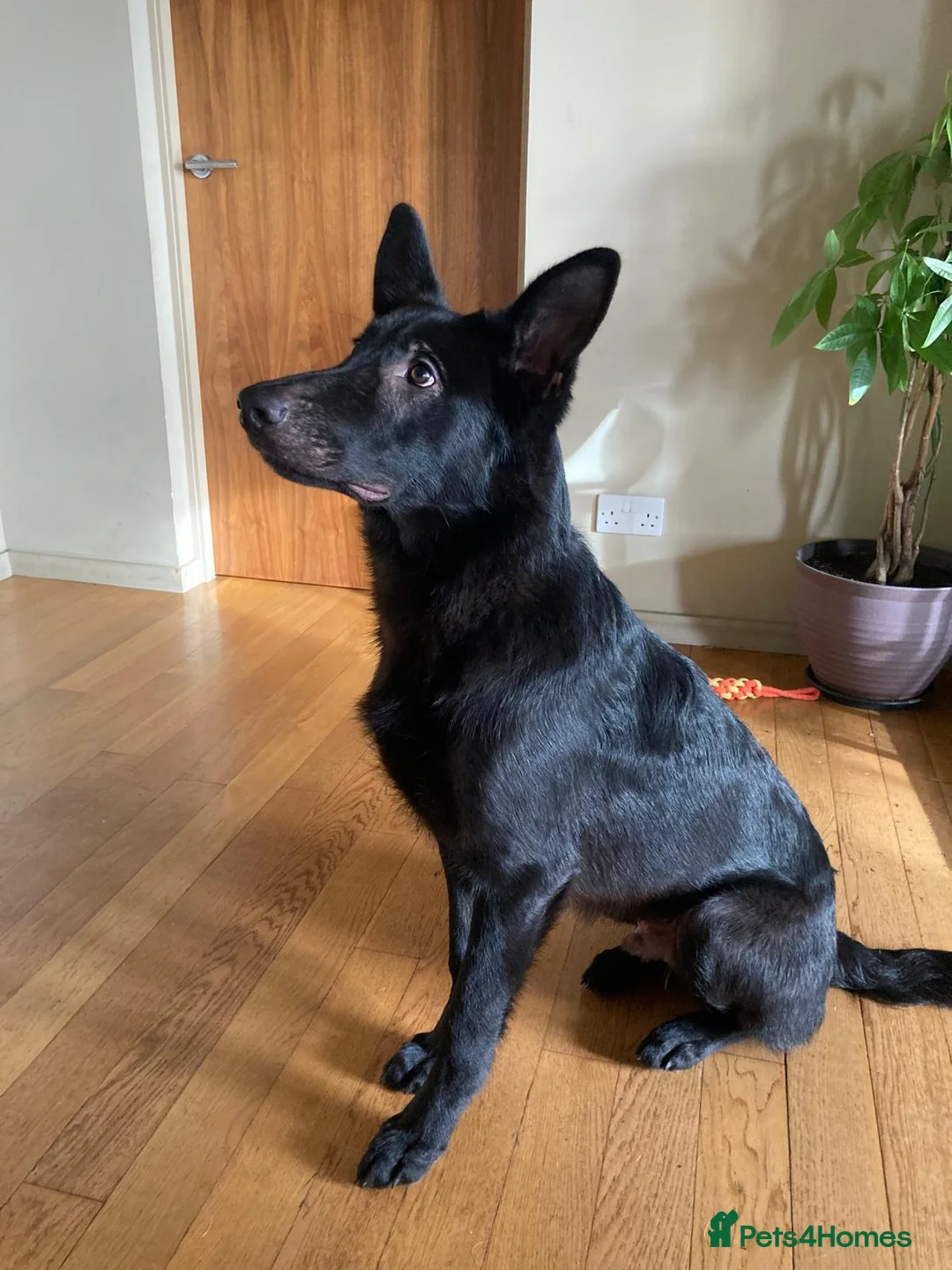 German Shepherd dogs for sale: Black German Shepherd - Advert 1