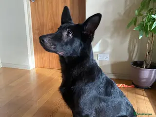 German Shepherd dogs Black German Shepherd - Advert 16
