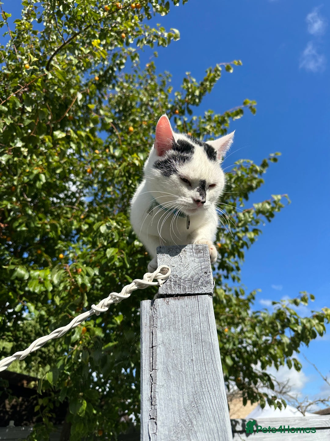 Mixed Breed cats for sale: Two cats, brother and sister. - Image 1