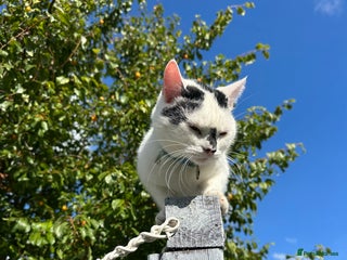 Mixed Breed cats - Advert 30