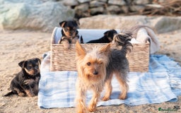 Yorkshire Terrier dogs for sale: YORKSHIRE TERRIER PUPS  - Advert 2