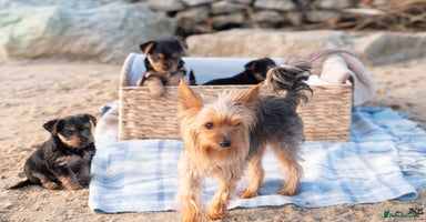 Yorkshire Terrier dogs YORKSHIRE TERRIER PUPS  - Advert 10