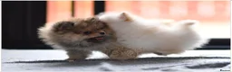 Pomeranian dogs for sale: WOLF SABLE FEMALE POMERANIAN RKC DNA  - Advert 3