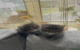 Mixed Breed cats for sale: Last one left! Mixed Breed Mini Maine Coon Dupes - Image 17
