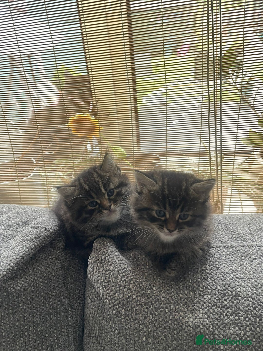 Mixed Breed cats for sale: Last one left! Mixed Breed Mini Maine Coon Dupes - Image 17