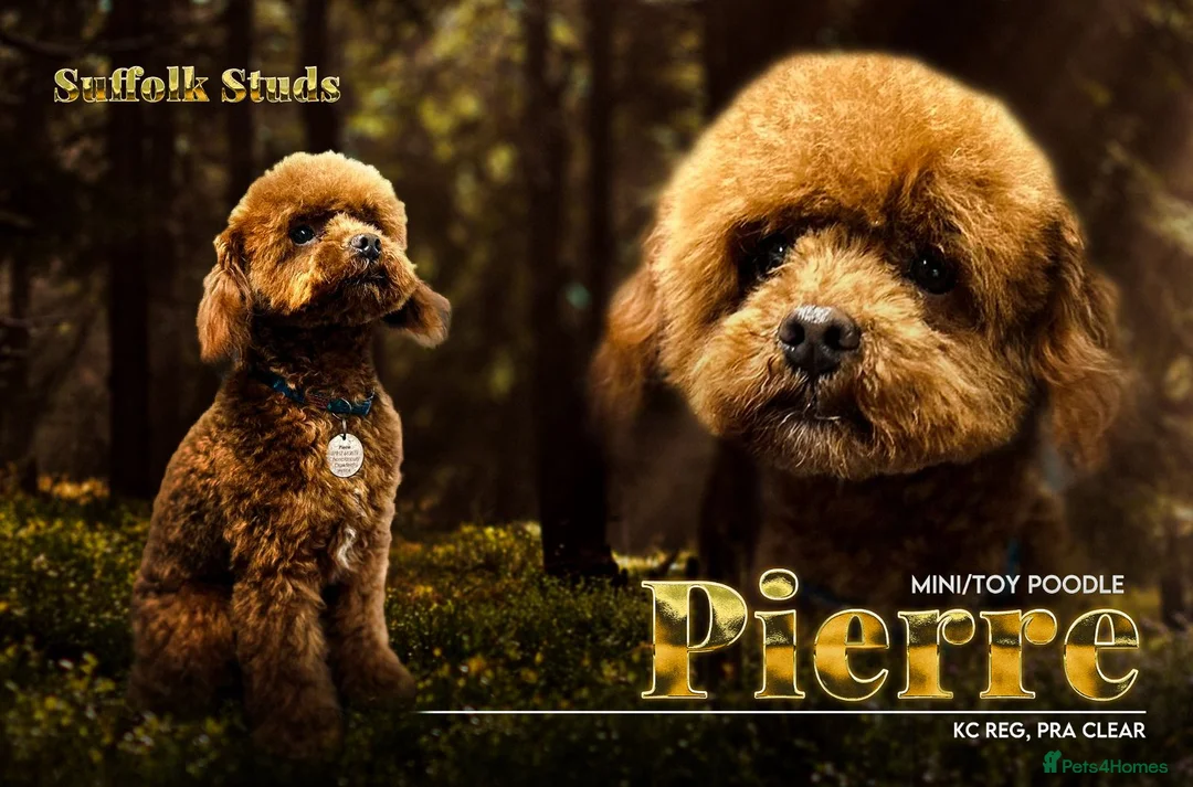 Miniature Poodle dogs for stud: Miniature poodle Kc reg pra clear tiny boy  in Ipswich - Advert 2