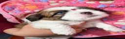 Shih Tzu dogs for sale: Beautiful Shih Tzu Puppies – Boys & Girls - Advert 17