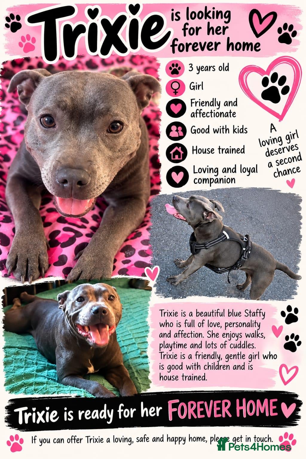 Staffordshire Bull Terrier dogs for sale: Blue Staff Female - Advert 8