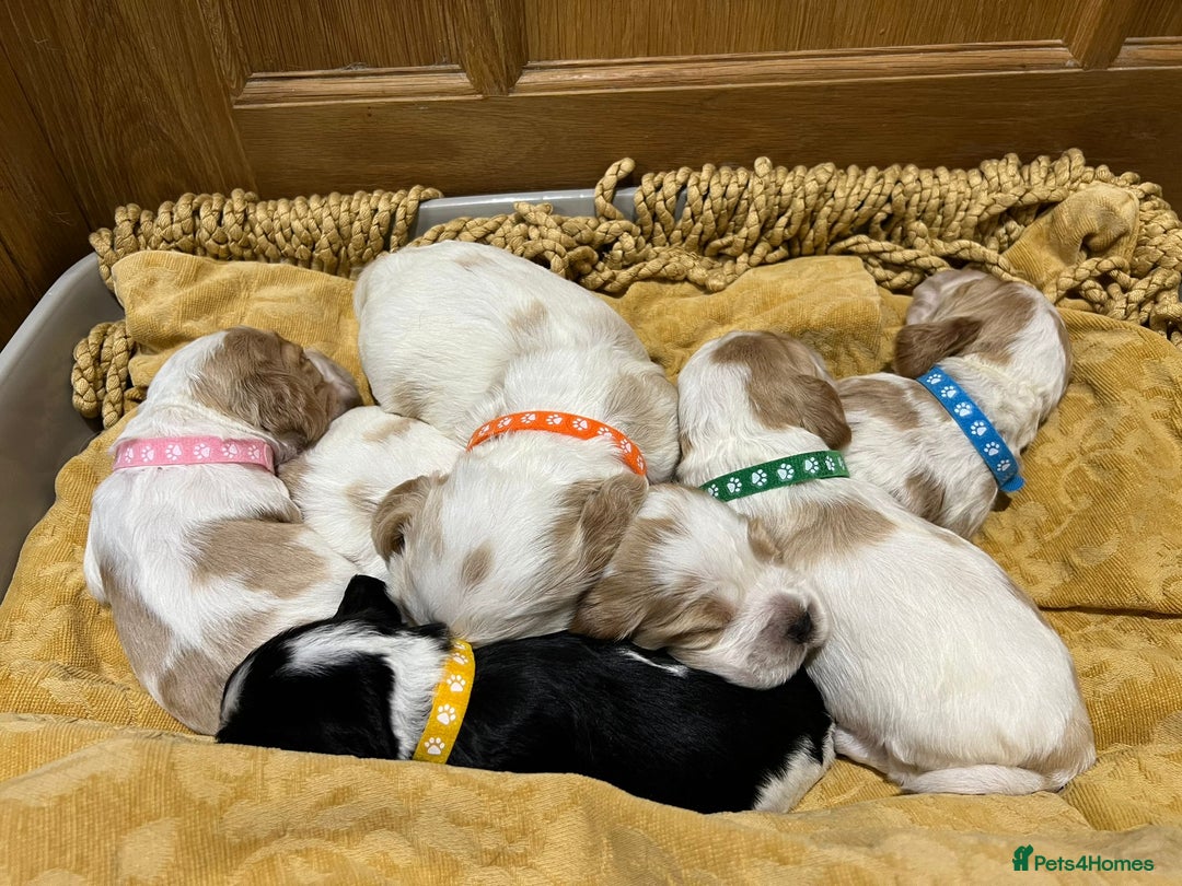 Cocker Spaniel dogs for sale: Show Cocker Spaniel Puppies For Sale - Image 7